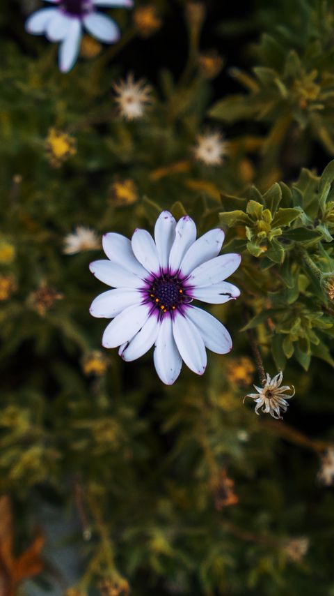 Download wallpaper 2160x3840 arctotis, african daisy, flower, petals, flowerbed samsung galaxy s4, s5, note, sony xperia z, z1, z2, z3, htc one, lenovo vibe hd background