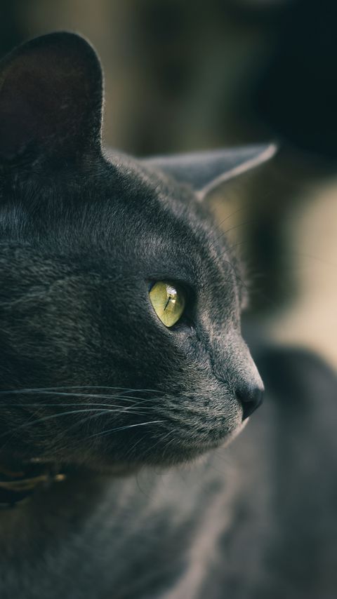 Download wallpaper 2160x3840 cat, eyes, nose, wool, gray samsung galaxy s4, s5, note, sony xperia z, z1, z2, z3, htc one, lenovo vibe hd background