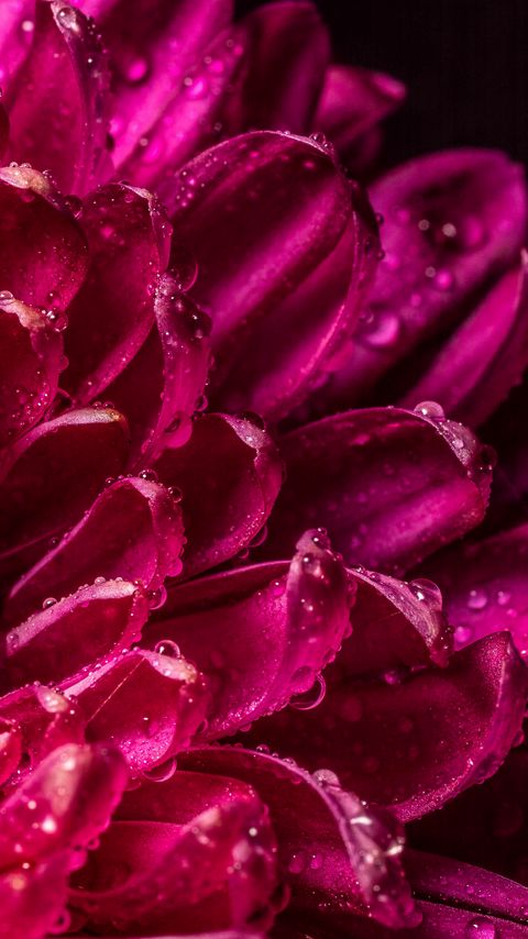 Download wallpaper 2160x3840 chrysanthemum, petals, drops, wet, close-up, macro, pink samsung galaxy s4, s5, note, sony xperia z, z1, z2, z3, htc one, lenovo vibe hd background