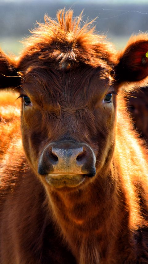 Download wallpaper 2160x3840 cow, face, color, pasture samsung galaxy s4, s5, note, sony xperia z, z1, z2, z3, htc one, lenovo vibe hd background