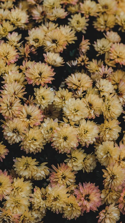 Download wallpaper 2160x3840 dahlias, flowerbed, flowers, bloom, yellow samsung galaxy s4, s5, note, sony xperia z, z1, z2, z3, htc one, lenovo vibe hd background