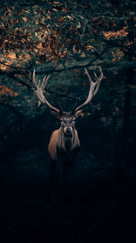 Download wallpaper 2160x3840 deer, wildlife, horns, branches, forest samsung galaxy s4, s5, note, sony xperia z, z1, z2, z3, htc one, lenovo vibe hd background