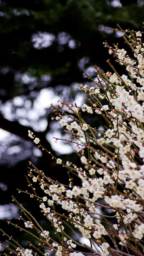 Download wallpaper 2160x3840 flowers, bloom, spring, branches, blur samsung galaxy s4, s5, note, sony xperia z, z1, z2, z3, htc one, lenovo vibe hd background