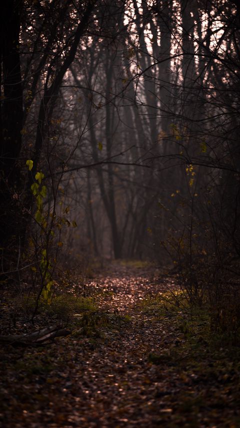 Download wallpaper 2160x3840 forest, fog, path, autumn, branches, foliage samsung galaxy s4, s5, note, sony xperia z, z1, z2, z3, htc one, lenovo vibe hd background