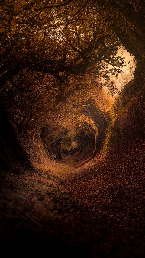 Download wallpaper 2160x3840 forest, trail, autumn, rotation, swirling samsung galaxy s4, s5, note, sony xperia z, z1, z2, z3, htc one, lenovo vibe hd background