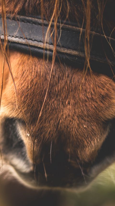 Download wallpaper 2160x3840 horse, nose, close-up samsung galaxy s4, s5, note, sony xperia z, z1, z2, z3, htc one, lenovo vibe hd background