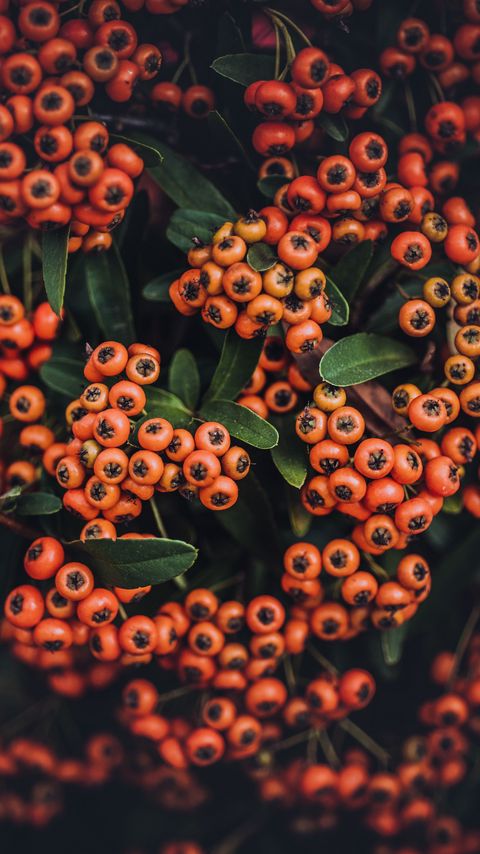 Download wallpaper 2160x3840 mountain ash, autumn, berries, branches samsung galaxy s4, s5, note, sony xperia z, z1, z2, z3, htc one, lenovo vibe hd background