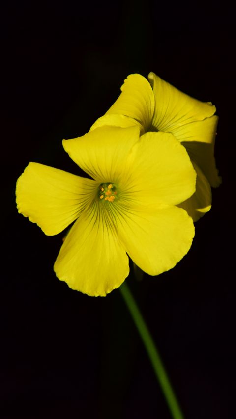 Download wallpaper 2160x3840 oxalis, flower, yellow, contrast, black background, small, close-up samsung galaxy s4, s5, note, sony xperia z, z1, z2, z3, htc one, lenovo vibe hd background