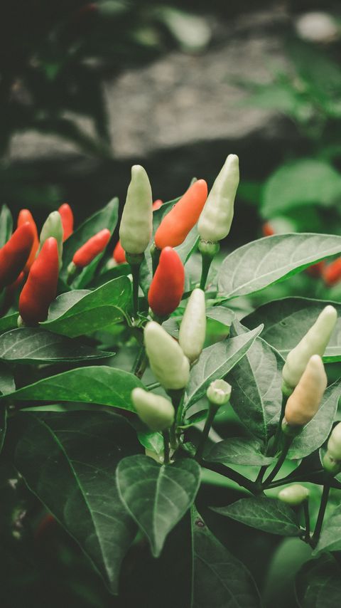 Download wallpaper 2160x3840 pepper, chili, fruit, leaves samsung galaxy s4, s5, note, sony xperia z, z1, z2, z3, htc one, lenovo vibe hd background