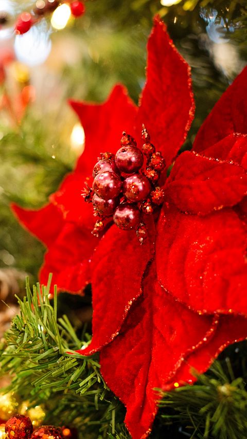 Download wallpaper 2160x3840 poinsettia, flower, decoration, leaves, tree, red, christmas, new year, festive samsung galaxy s4, s5, note, sony xperia z, z1, z2, z3, htc one, lenovo vibe hd background