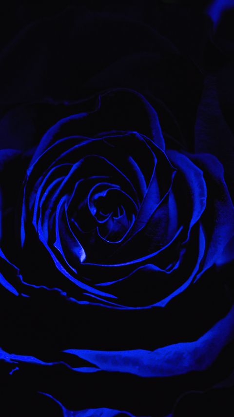 Download wallpaper 2160x3840 rose, blue rose, petals, dark, bud samsung galaxy s4, s5, note, sony xperia z, z1, z2, z3, htc one, lenovo vibe hd background