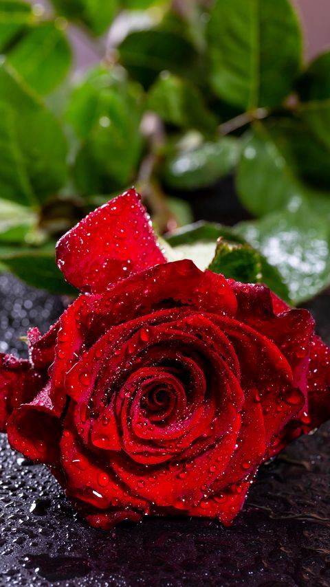 Download wallpaper 2160x3840 rose, drops, moisture, bud, red, petals, flower samsung galaxy s4, s5, note, sony xperia z, z1, z2, z3, htc one, lenovo vibe hd background