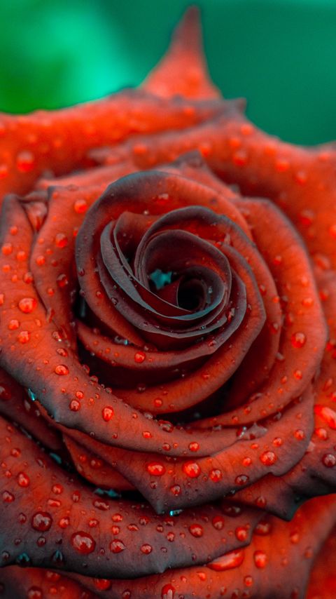 Download wallpaper 2160x3840 rose, drops, red, bud, petals samsung galaxy s4, s5, note, sony xperia z, z1, z2, z3, htc one, lenovo vibe hd background