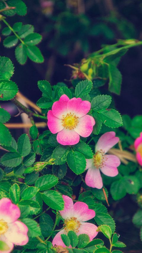 Download wallpaper 2160x3840 rose, wild rose, bloom, bush, pink, leaves samsung galaxy s4, s5, note, sony xperia z, z1, z2, z3, htc one, lenovo vibe hd background