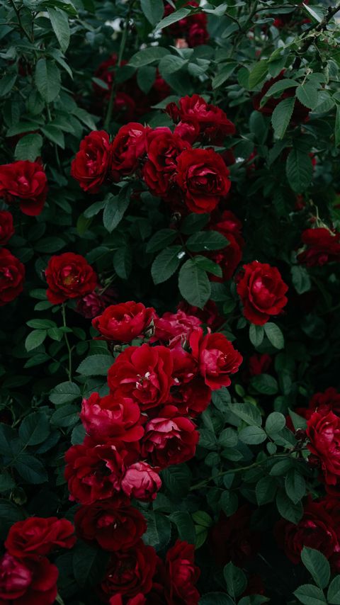 Download wallpaper 2160x3840 roses, bush, garden, bud, red, bloom, leaves samsung galaxy s4, s5, note, sony xperia z, z1, z2, z3, htc one, lenovo vibe hd background