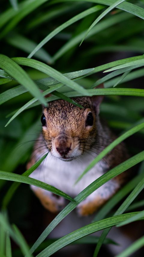 Download wallpaper 2160x3840 squirrel, look out, hide, grass samsung galaxy s4, s5, note, sony xperia z, z1, z2, z3, htc one, lenovo vibe hd background