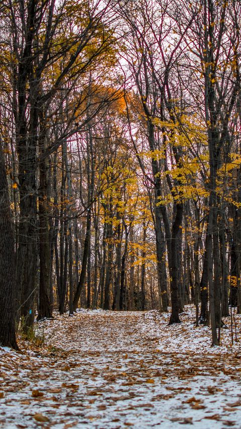 Download wallpaper 2160x3840 trail, path, forest, snow, winter, autumn, trees samsung galaxy s4, s5, note, sony xperia z, z1, z2, z3, htc one, lenovo vibe hd background