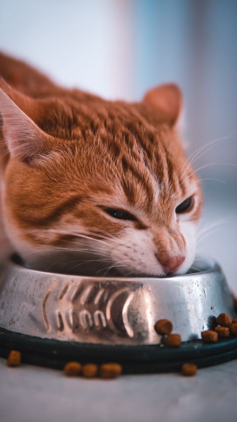 Download wallpaper 2160x3840 cat, bowl, food, muzzle, red samsung galaxy s4, s5, note, sony xperia z, z1, z2, z3, htc one, lenovo vibe hd background