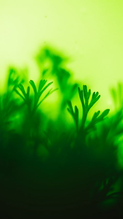 Download wallpaper 2160x3840 moss, plant, green, closeup, leaves samsung galaxy s4, s5, note, sony xperia z, z1, z2, z3, htc one, lenovo vibe hd background