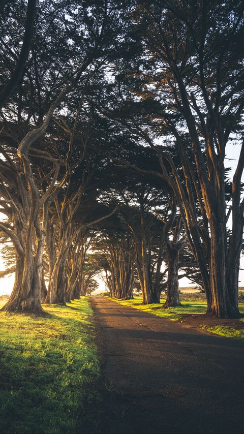 Download wallpaper 2160x3840 path, alley, trees, greens, empty, morning samsung galaxy s4, s5, note, sony xperia z, z1, z2, z3, htc one, lenovo vibe hd background
