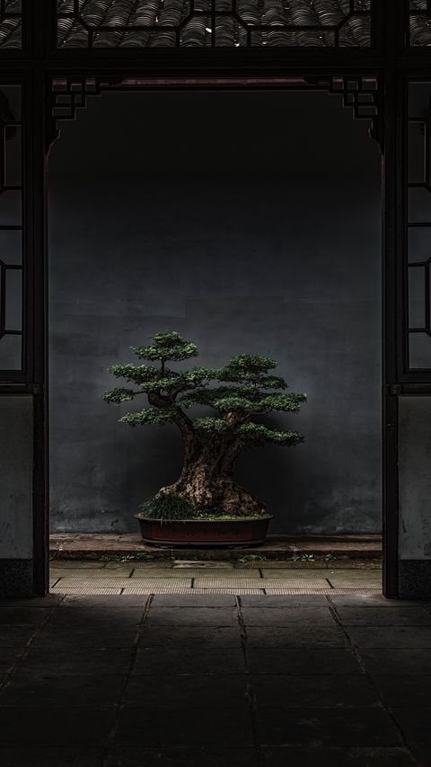 Download wallpaper 2160x3840 bonsai, tree, plant, decorative, door samsung galaxy s4, s5, note, sony xperia z, z1, z2, z3, htc one, lenovo vibe hd background