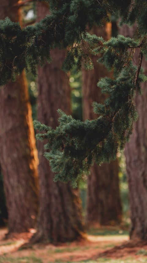 Download wallpaper 2160x3840 branch, pine, trees, forest, coniferous samsung galaxy s4, s5, note, sony xperia z, z1, z2, z3, htc one, lenovo vibe hd background