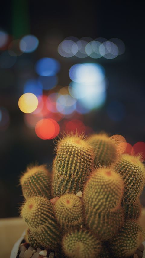 Download wallpaper 2160x3840 cacti, succulents, prickly, indoor plant, glare, bokeh samsung galaxy s4, s5, note, sony xperia z, z1, z2, z3, htc one, lenovo vibe hd background