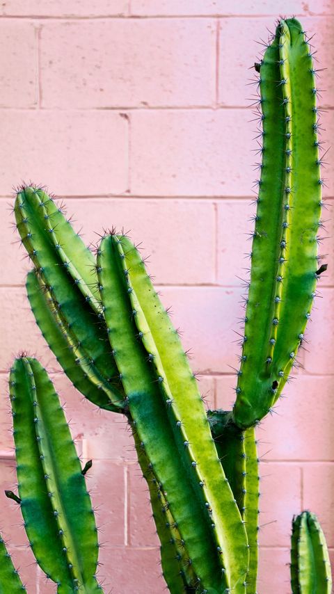 Download wallpaper 2160x3840 cactus, succulent, green, prickly, wall samsung galaxy s4, s5, note, sony xperia z, z1, z2, z3, htc one, lenovo vibe hd background