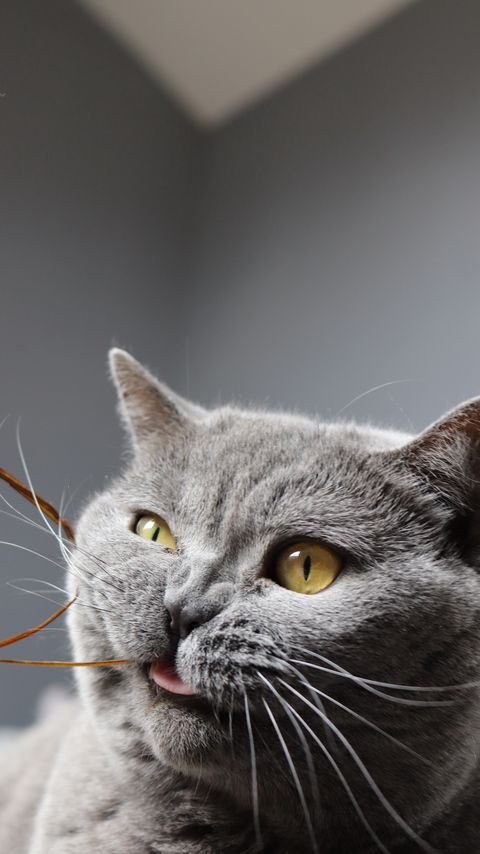 Download wallpaper 2160x3840 cat, funny, cool, gray, pet samsung galaxy s4, s5, note, sony xperia z, z1, z2, z3, htc one, lenovo vibe hd background