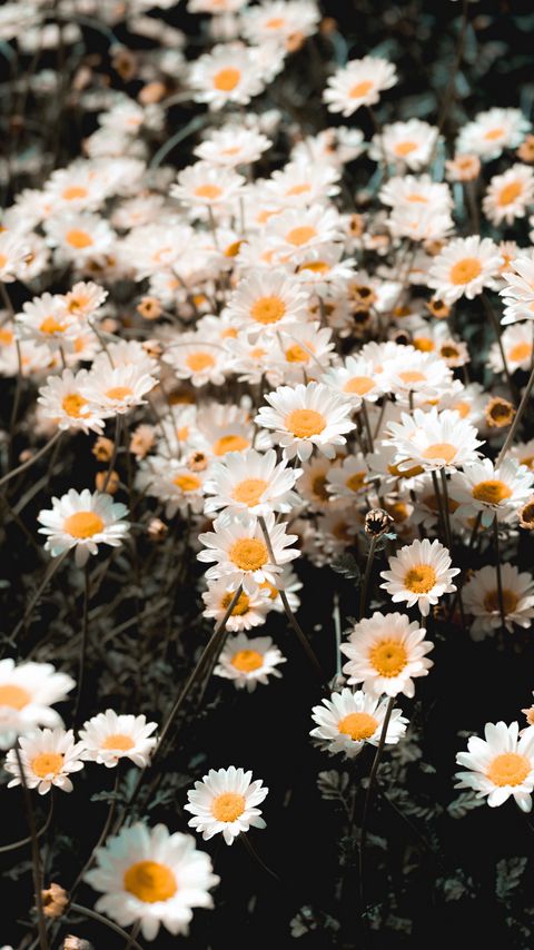 Download wallpaper 2160x3840 chamomile, field, flowering, petals, glade samsung galaxy s4, s5, note, sony xperia z, z1, z2, z3, htc one, lenovo vibe hd background