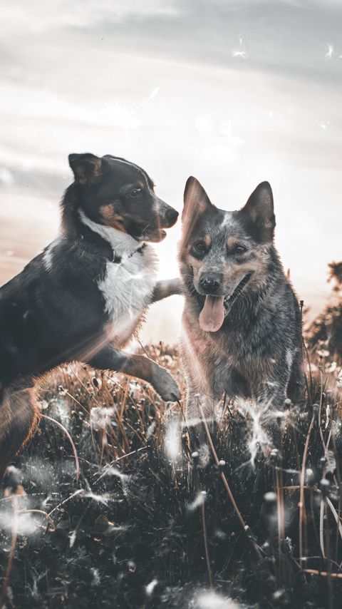 Download wallpaper 2160x3840 dogs, playful, protruding tongue, field, dandelions samsung galaxy s4, s5, note, sony xperia z, z1, z2, z3, htc one, lenovo vibe hd background