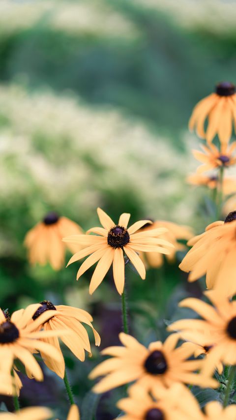 Download wallpaper 2160x3840 echinacea, flowers, yellow, flowering, plant samsung galaxy s4, s5, note, sony xperia z, z1, z2, z3, htc one, lenovo vibe hd background