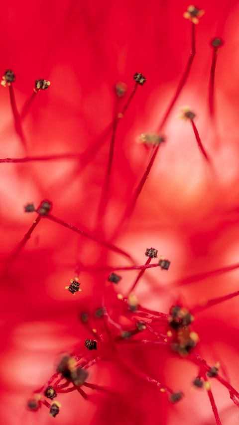 Download wallpaper 2160x3840 flower, stamens, anthers, macro, closeup, red samsung galaxy s4, s5, note, sony xperia z, z1, z2, z3, htc one, lenovo vibe hd background