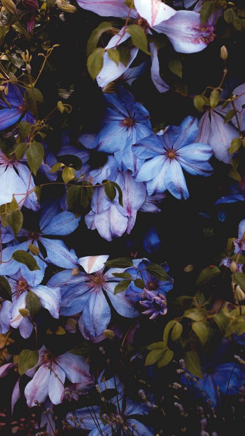 Download wallpaper 2160x3840 flowers, blue, bloom, decorative, plant samsung galaxy s4, s5, note, sony xperia z, z1, z2, z3, htc one, lenovo vibe hd background