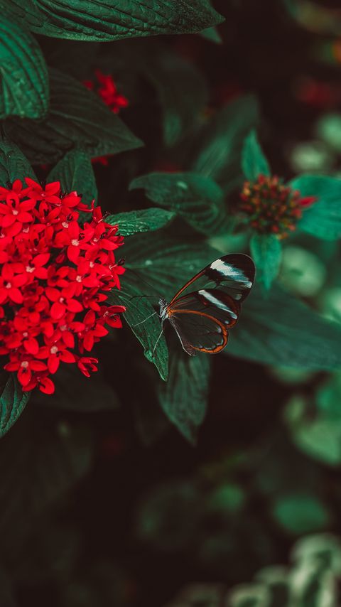 Download wallpaper 2160x3840 flowers, butterfly, inflorescence, red, plant samsung galaxy s4, s5, note, sony xperia z, z1, z2, z3, htc one, lenovo vibe hd background