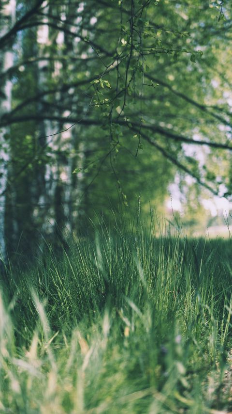 Download wallpaper 2160x3840 grass, trees, meadow, branches, greens samsung galaxy s4, s5, note, sony xperia z, z1, z2, z3, htc one, lenovo vibe hd background