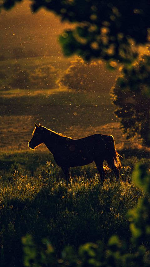 Download wallpaper 2160x3840 horse, sunset, silhouette, dark, meadow, nature samsung galaxy s4, s5, note, sony xperia z, z1, z2, z3, htc one, lenovo vibe hd background