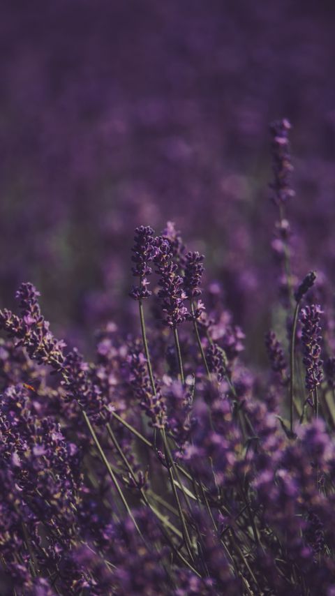 Download wallpaper 2160x3840 lavender, flowers, field, purple, bloom samsung galaxy s4, s5, note, sony xperia z, z1, z2, z3, htc one, lenovo vibe hd background