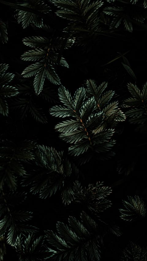Download wallpaper 2160x3840 leaves, branches, dark, green, plant samsung galaxy s4, s5, note, sony xperia z, z1, z2, z3, htc one, lenovo vibe hd background