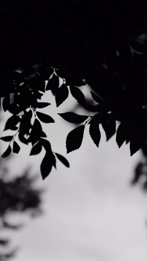 Download wallpaper 2160x3840 bw, leaves, branches, outlines samsung galaxy s4, s5, note, sony xperia z, z1, z2, z3, htc one, lenovo vibe hd background