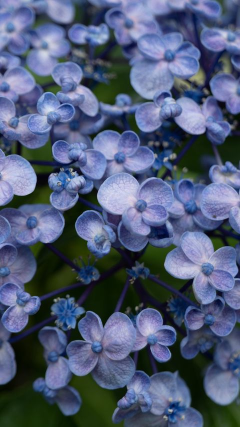Download wallpaper 2160x3840 lilac, flowers, inflorescence, plant, bloom samsung galaxy s4, s5, note, sony xperia z, z1, z2, z3, htc one, lenovo vibe hd background