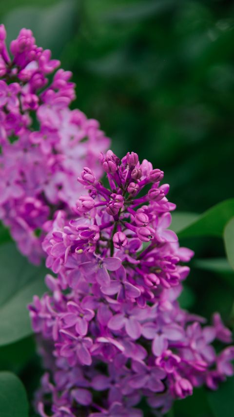 Download wallpaper 2160x3840 lilac, flowers, inflorescence, plant, flowering, purple samsung galaxy s4, s5, note, sony xperia z, z1, z2, z3, htc one, lenovo vibe hd background