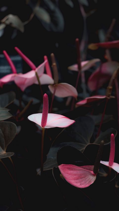 Download wallpaper 2160x3840 anthurium, flowers, pink, bloom, plant samsung galaxy s4, s5, note, sony xperia z, z1, z2, z3, htc one, lenovo vibe hd background