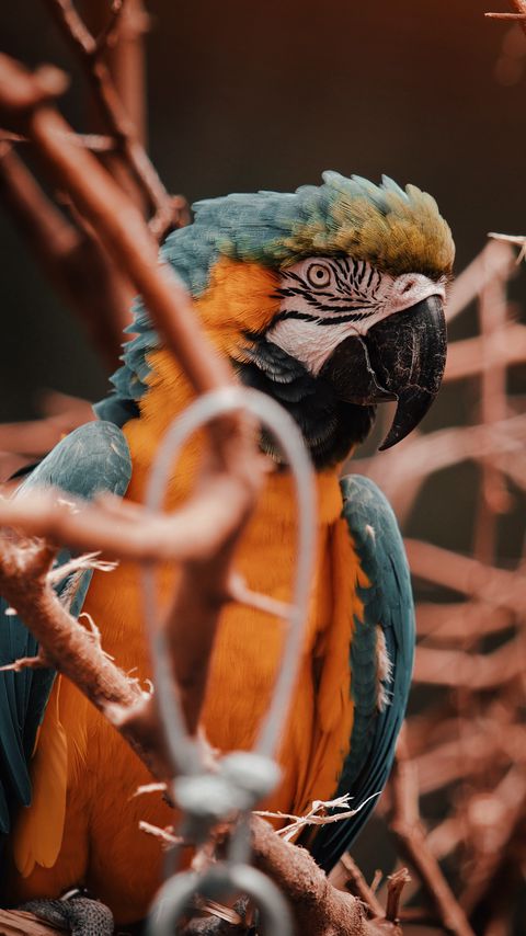 Download wallpaper 2160x3840 parrot, macaw, bird, colorful, branches samsung galaxy s4, s5, note, sony xperia z, z1, z2, z3, htc one, lenovo vibe hd background