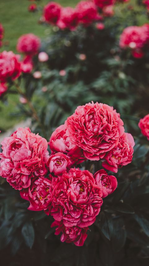 Download wallpaper 2160x3840 peonies, flowers, pink, bloom, plant samsung galaxy s4, s5, note, sony xperia z, z1, z2, z3, htc one, lenovo vibe hd background