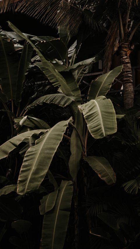 Download wallpaper 2160x3840 plant, tropical, exotic, leaves, green samsung galaxy s4, s5, note, sony xperia z, z1, z2, z3, htc one, lenovo vibe hd background