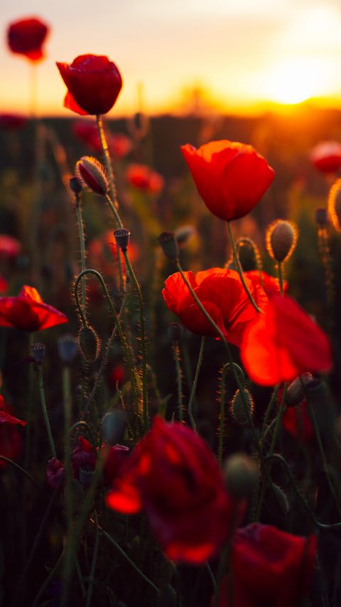 Download wallpaper 2160x3840 poppies, red, flowers, field, sunset samsung galaxy s4, s5, note, sony xperia z, z1, z2, z3, htc one, lenovo vibe hd background