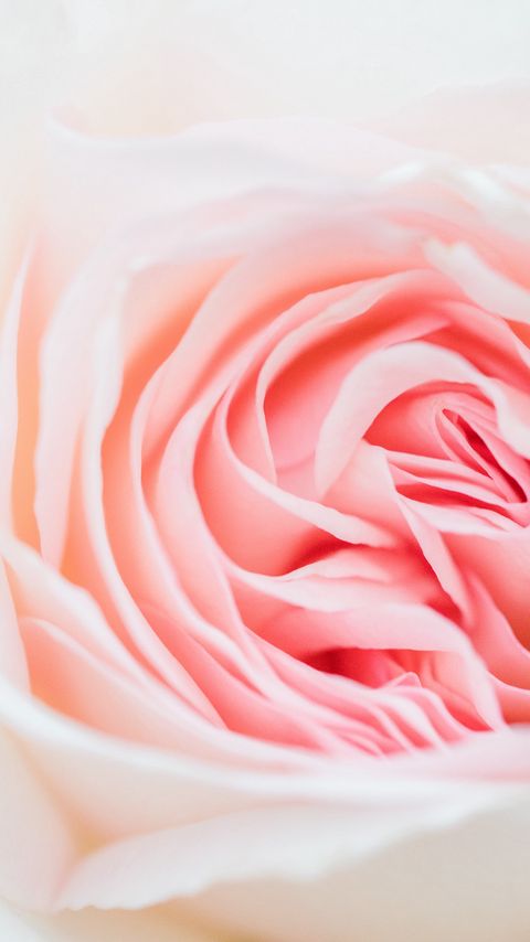 Download wallpaper 2160x3840 rose, pink, flower, petals, closeup samsung galaxy s4, s5, note, sony xperia z, z1, z2, z3, htc one, lenovo vibe hd background