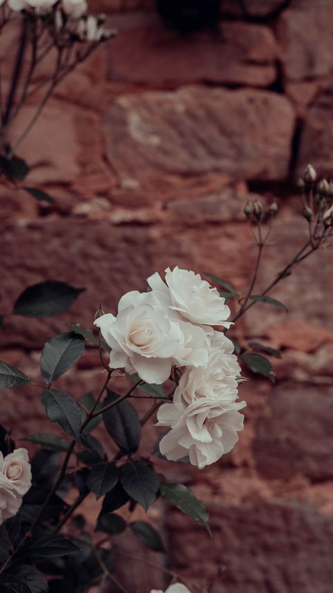 Download wallpaper 2160x3840 roses, flowers, white, plant, wall samsung galaxy s4, s5, note, sony xperia z, z1, z2, z3, htc one, lenovo vibe hd background
