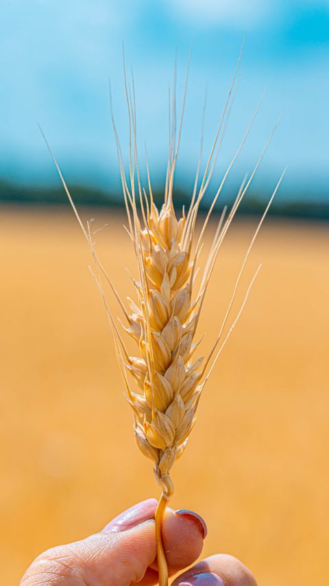 Download wallpaper 2160x3840 spikelet, wheat, grains, cereal, close-up samsung galaxy s4, s5, note, sony xperia z, z1, z2, z3, htc one, lenovo vibe hd background